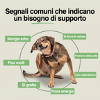 Segnali che indicano un bisogno di supporto nel cane: si gratta, si lecca le zampe, poca energia